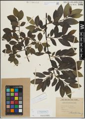Foto von Salix mielichhoferi Saut.